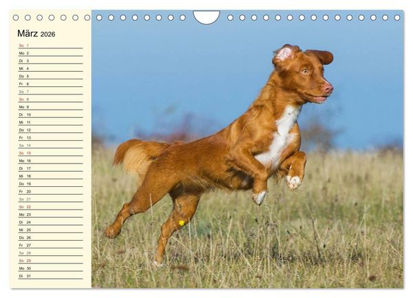 Produktbild: Toll, toll, Toller (Wandkalender 2026 DIN A4 quer), CALVENDO Monatskalender