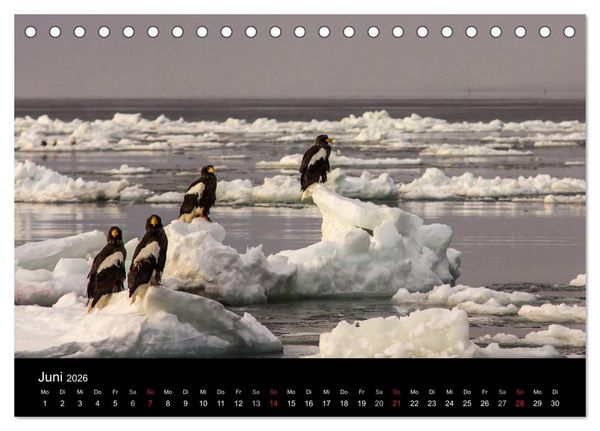 Produktbild: Seeadler - K&ouml;nige der L&uuml;fte (Tischkalender 2026 DIN A5 quer), CALVENDO Monatskalender