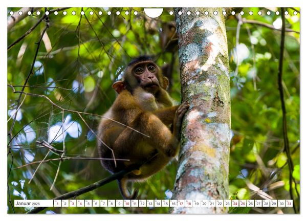 Produktbild: Gunung Leuser Nationalpark Sumatra (Wandkalender 2026 DIN A4 quer), CALVENDO Monatskalender