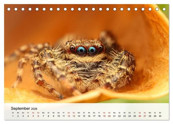 Produktbild: Verborgene Wunder (Tischkalender 2026 DIN A5 quer), CALVENDO Monatskalender