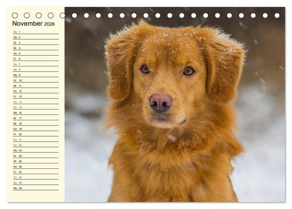 Produktbild: Toll, toll, Toller (Tischkalender 2026 DIN A5 quer), CALVENDO Monatskalender