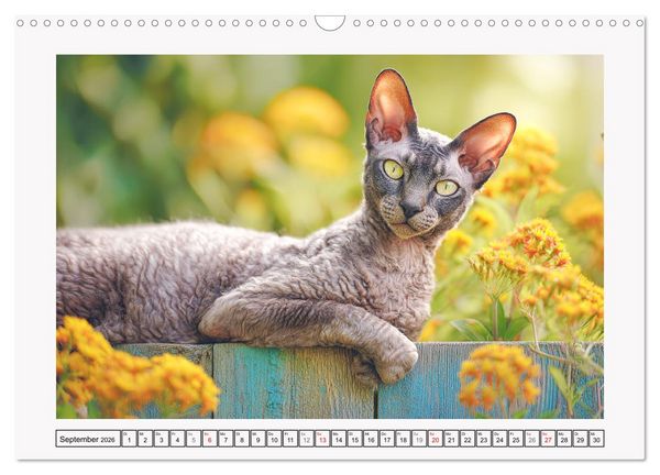Produktbild: Cornish Rex Katzen. Ein Hauch von Extravaganz mit Locken und Charakter (Wandkalender 2026 DIN A3 quer), CALVENDO Monatskalender