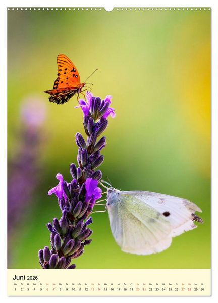 Produktbild: Provence Lavendel Paradies (Wandkalender 2026 DIN A2 hoch), CALVENDO Monatskalender