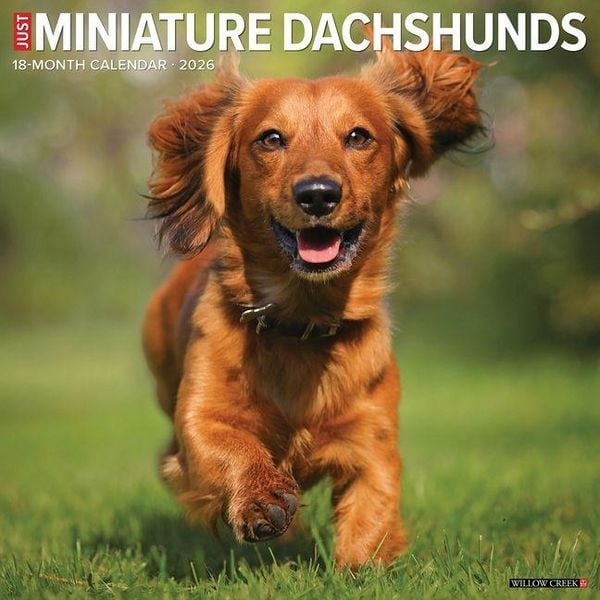 Produktbild: Miniature Dachshunds 2026 Wall Calendar