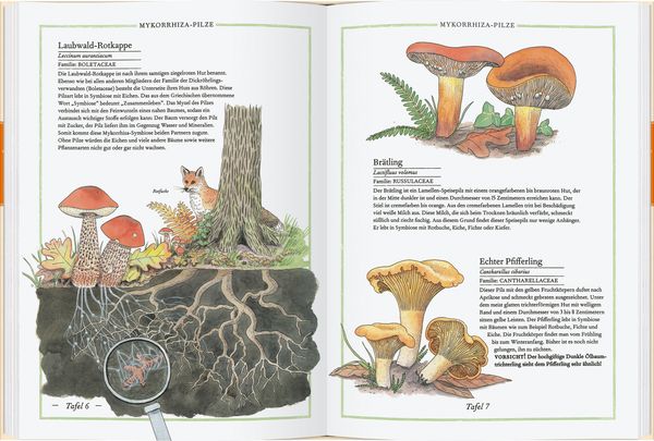 Produktbild: Steinpilz, Tr&uuml;ffel, Pfifferling