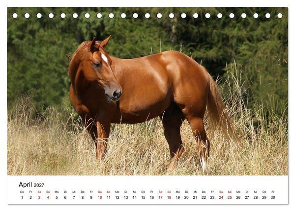 Produktbild: PFERDE - Zwischen Himmel, Erde und Hufschlag (Tischkalender 2027 DIN A5 quer), CALVENDO Monatskalender
