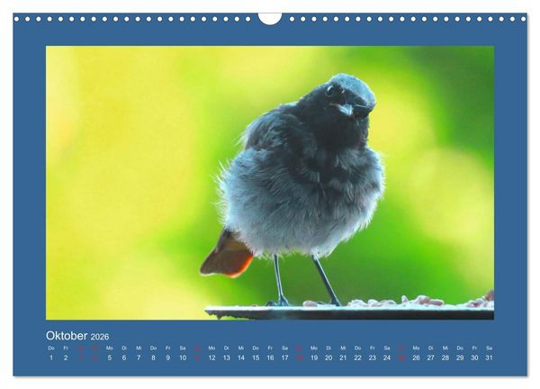 Produktbild: Vogelportr&auml;ts - Heimische V&ouml;gel auf meinem Balkon (Wandkalender 2026 DIN A3 quer), CALVENDO Monatskalender