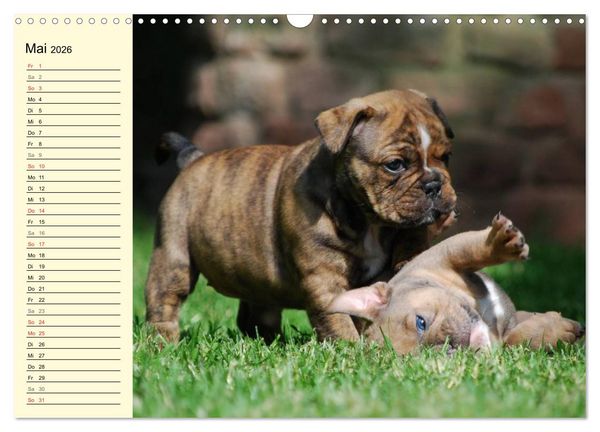 Produktbild: Bulldoggen-Moppelchen (Wandkalender 2026 DIN A3 quer), CALVENDO Monatskalender