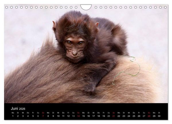 Produktbild: Zoo-Kinder (Wandkalender 2026 DIN A4 quer), CALVENDO Monatskalender