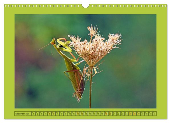 Produktbild: Die Gottesanbeterin Mantis Religiosa (Wandkalender 2026 DIN A3 quer), CALVENDO Monatskalender