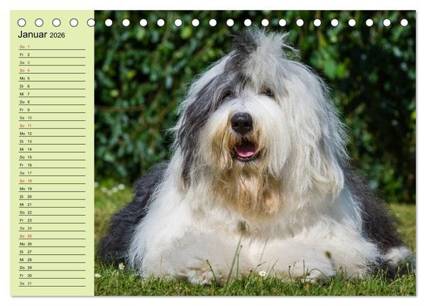 Produktbild: Traumhund Bobtail (Tischkalender 2026 DIN A5 quer), CALVENDO Monatskalender