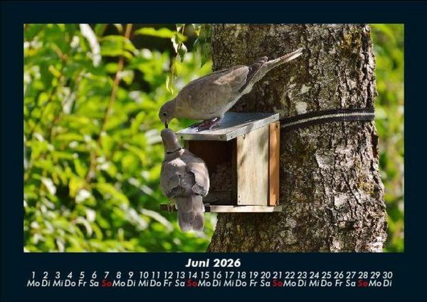 Produktbild: Vogelparadies 2026 Fotokalender DIN A5