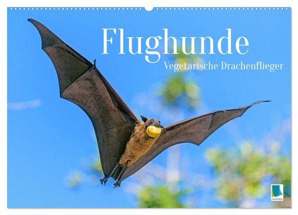 Produktbild: Flughunde: Vegetarische Drachenflieger (Wandkalender 2026 DIN A2 quer), CALVENDO Monatskalender