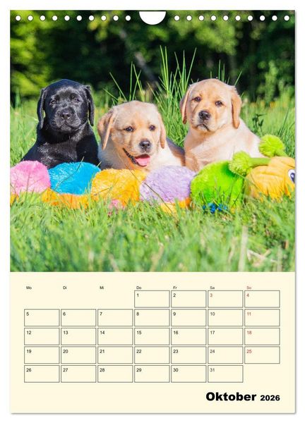 Produktbild: Familienplaner - Labrador Welpen entdecken die Welt (Wandkalender 2026 DIN A4 hoch), CALVENDO Monatskalender
