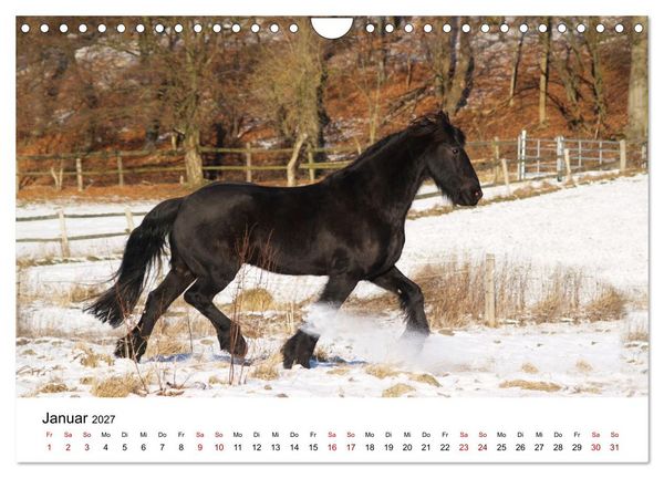 Produktbild: Friesen - Kraft und Eleganz (Wandkalender 2027 DIN A4 quer), CALVENDO Monatskalender