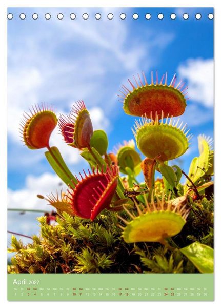Produktbild: Bizarre Carnivores (Desk Calendar 2027 DIN A5 portrait), CALVENDO 12 Month DeskCalendar