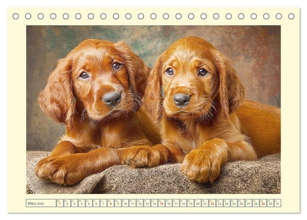 Produktbild: Irish Red Setter. Wo noble Eleganz auf Tatendrang trifft (Tischkalender 2026 DIN A5 quer), CALVENDO Monatskalender