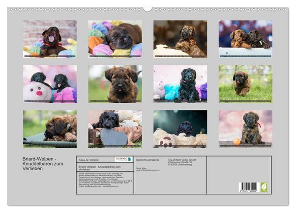 Produktbild: Briard-Welpen - Knuddelb&auml;ren zum Verlieben (Wandkalender 2026 DIN A2 quer), CALVENDO Monatskalender
