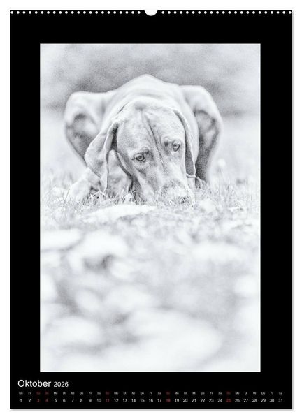 Produktbild: Vizsla-Liebe (Wandkalender 2026 DIN A2 hoch), CALVENDO Monatskalender