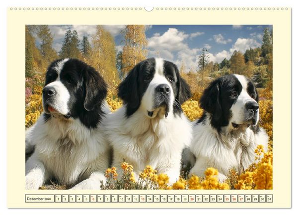 Produktbild: Landseer in der Natur. Majest&auml;tische und sanfte Hundeseelen (Wandkalender 2026 DIN A2 quer), CALVENDO Monatskalender