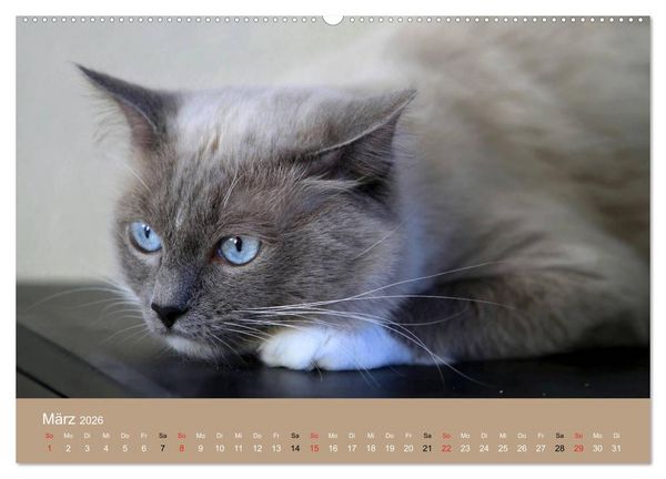 Produktbild: Verliebt in Ragdolls ... die sanfte Katzenrasse (hochwertiger Premium Wandkalender 2026 DIN A2 quer), Kunstdruck in Hochglanz