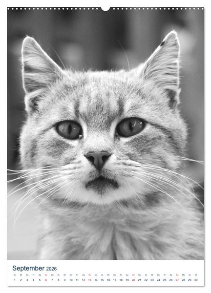 Produktbild: Wilde Katzen - Korsikas Samtpfoten (hochwertiger Premium Wandkalender 2026 DIN A2 hoch), Kunstdruck in Hochglanz