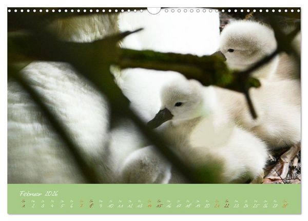 Produktbild: Schwanenfamilie, vom Ei bis zum Fliegen. (Wandkalender 2026 DIN A3 quer), CALVENDO Monatskalender