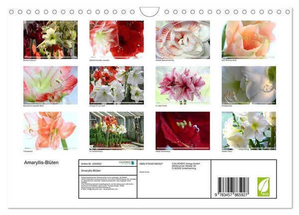 Produktbild: Amaryllis-Bl&uuml;ten (Wandkalender 2026 DIN A4 quer), CALVENDO Monatskalender