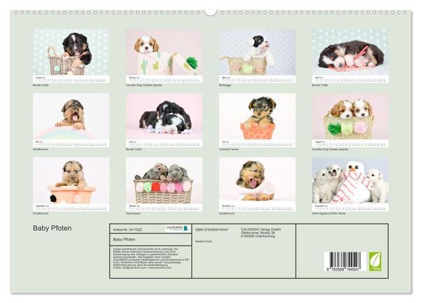Produktbild: Baby Pfoten (hochwertiger Premium Wandkalender 2027 DIN A2 quer), Kunstdruck in Hochglanz
