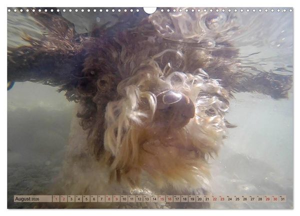 Produktbild: Lagotto Romagnolo in den Alpen 2026 (Wandkalender 2026 DIN A3 quer), CALVENDO Monatskalender