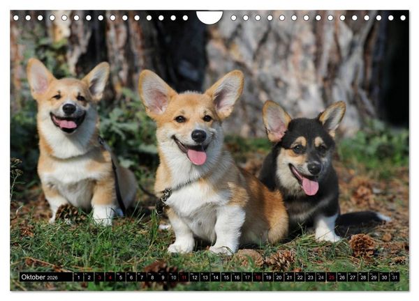 Produktbild: Welsh Corgi - Kobold auf 4 Pfoten (Wandkalender 2026 DIN A4 quer), CALVENDO Monatskalender
