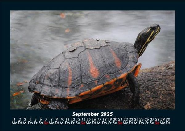 Produktbild: Schildkr&ouml;tenzauber 2025 Fotokalender DIN A5