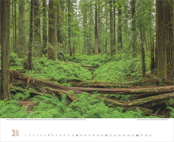 Produktbild: Zauberhafte W&auml;lder 2027