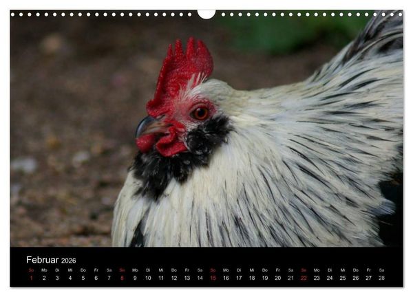 Produktbild: Die Welt der H&uuml;hner (Wandkalender 2026 DIN A3 quer), CALVENDO Monatskalender