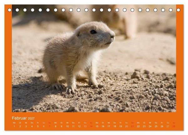Produktbild: Tierkinder (Tischkalender 2027 DIN A5 quer), CALVENDO Monatskalender