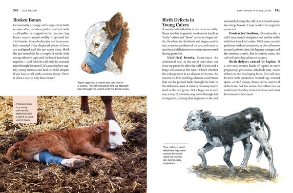 Produktbild: Storey's Guide to Raising Beef Cattle, 4th Edition
