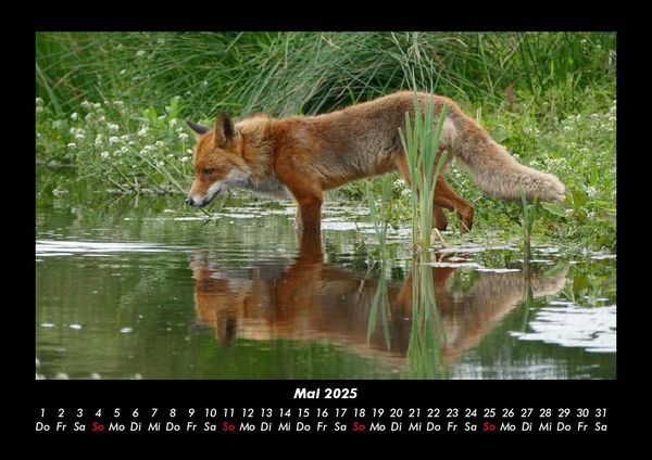 Produktbild: Waldbewohner 2025 Fotokalender DIN A3