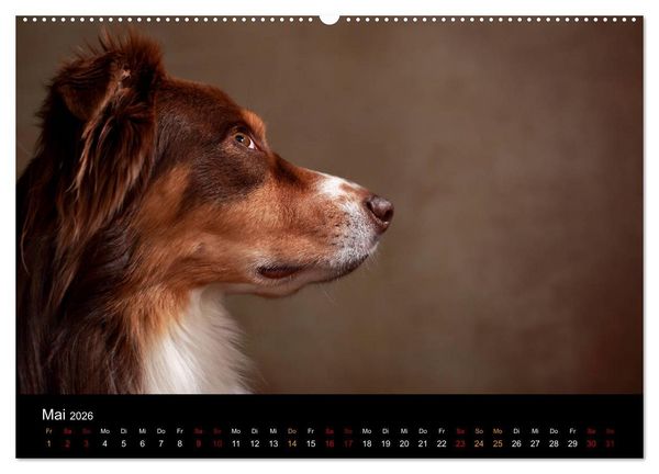 Produktbild: Charmante Australian Shepherds (Wandkalender 2026 DIN A2 quer), CALVENDO Monatskalender