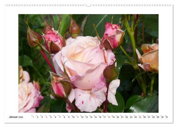 Produktbild: Rosengl&uuml;ck (hochwertiger Premium Wandkalender 2026 DIN A2 quer), Kunstdruck in Hochglanz