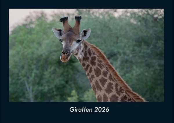 Giraffen 2026 Fotokalender DIN A4