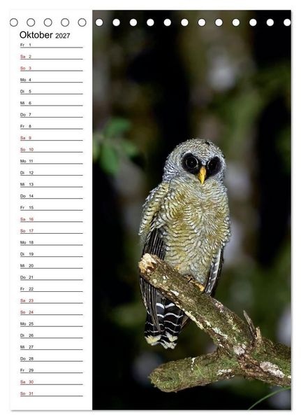 Produktbild: Costa Rica - Magische Tiere des Regenwaldes (Tischkalender 2027 DIN A5 hoch), CALVENDO Monatskalender