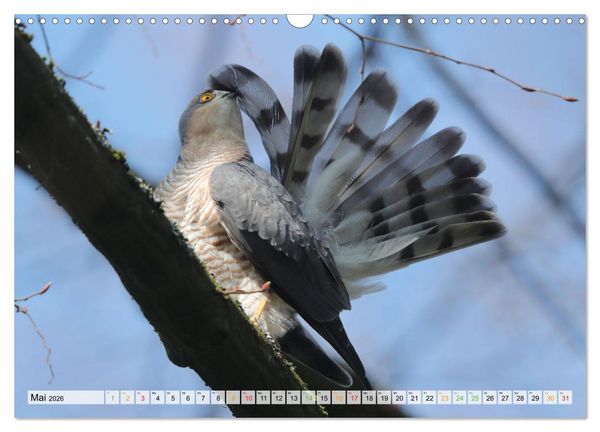 Produktbild: Spitze Krallen und scharfer Blick - Verhalten Sperber (Wandkalender 2026 DIN A3 quer), CALVENDO Monatskalender