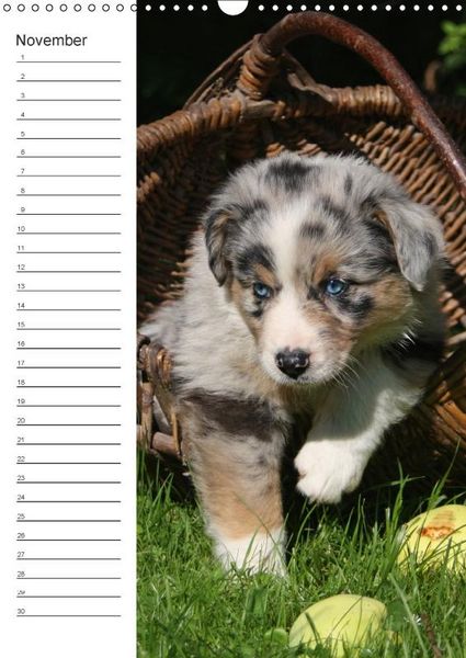 Produktbild: Der Aussie - Geburtstagskalender (Wandkalender immerw&auml;hrend DIN A3 hoch)
