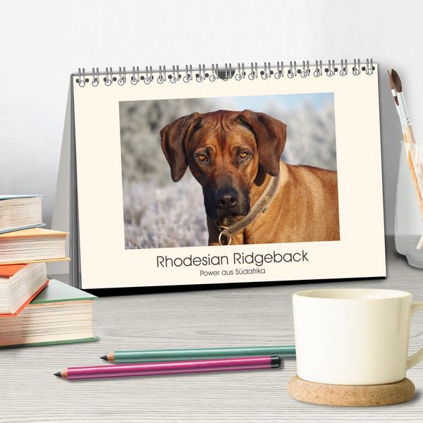 Produktbild: Rhodesian Ridgeback Power aus S&uuml;dafrika (Tischkalender 2026 DIN A5 quer), CALVENDO Monatskalender