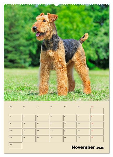Produktbild: Airedale Terrier - Temperament auf 4 Pfoten (hochwertiger Premium Wandkalender 2026 DIN A2 hoch), Kunstdruck in Hochglanz