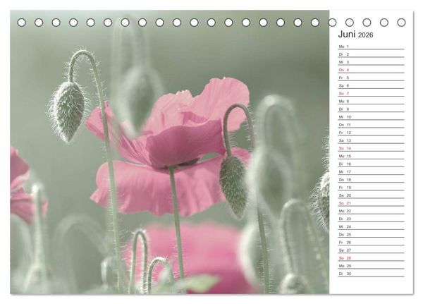 Produktbild: Blumenfreude Terminkalender (Tischkalender 2026 DIN A5 quer), CALVENDO Monatskalender