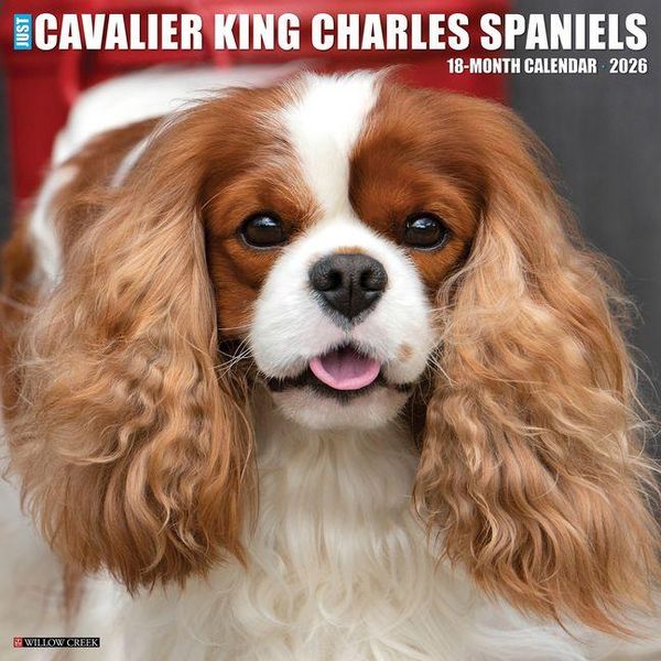 Produktbild: Cavalier King Charles Spaniels 2026 Wall Calendar