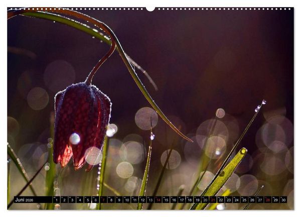 Produktbild: Die Schachbrettblume (hochwertiger Premium Wandkalender 2026 DIN A2 quer), Kunstdruck in Hochglanz