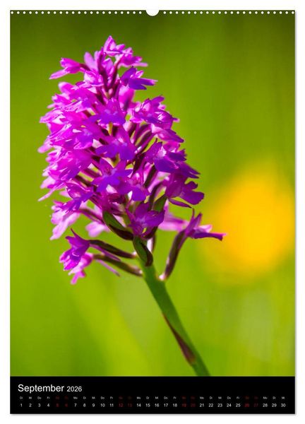Produktbild: Im richtigen Licht: Wilde Orchideen in S&uuml;dbayern (hochwertiger Premium Wandkalender 2026 DIN A2 hoch), Kunstdruck in Hochglanz