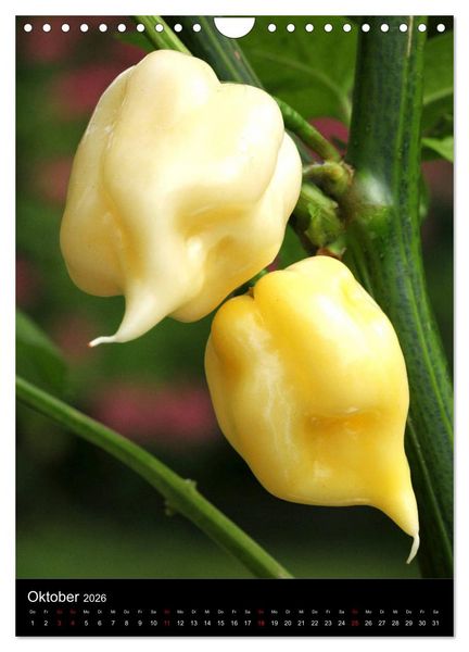 Produktbild: Chilis - H&ouml;llisch scharfe Fr&uuml;chtchen (Wandkalender 2026 DIN A4 hoch), CALVENDO Monatskalender